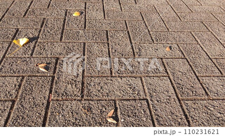 歩道に落ちたイチョウの葉 110231621