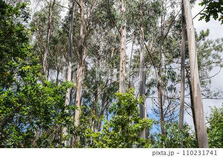Eucalyptus forest in Northern Portugal, view of the trees 110231741
