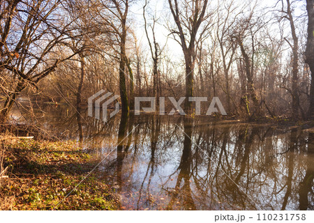 the trees on the river bank are flooded by the river. the trees on the river bank are flooded by the river. 110231758