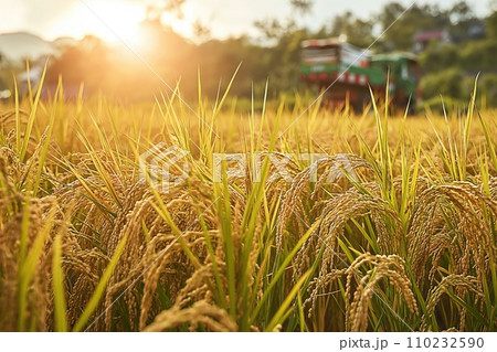 ripe rice ears on the field and a combine harvester in the background 110232590