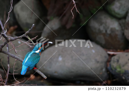 魚を食べるカワセミ 110232879