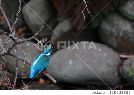 魚を食べるカワセミ 110232885