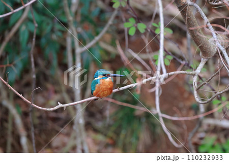 青いカワセミが自然の枝で休息・野鳥撮影 青いカワセミが自然の枝で休息・野鳥撮影 110232933