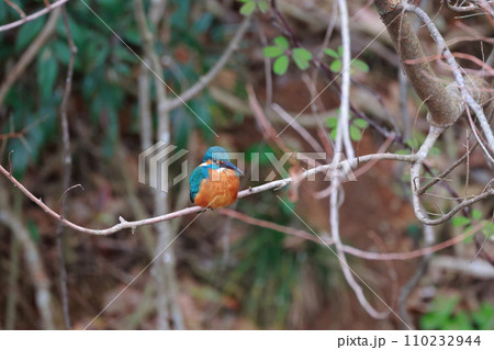 青いカワセミが自然の枝で休息・野鳥撮影 110232944