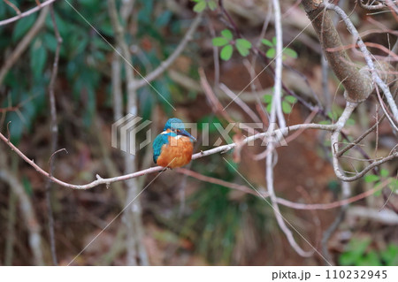 青いカワセミが自然の枝で休息・野鳥撮影 青いカワセミが自然の枝で休息・野鳥撮影 110232945