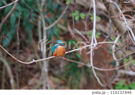青いカワセミが自然の枝で休息・野鳥撮影 110232946