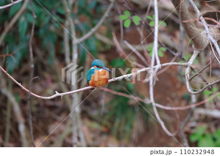 青いカワセミが自然の枝で休息・野鳥撮影 110232948
