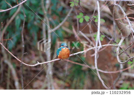 枝に止まるカワセミ 110232956