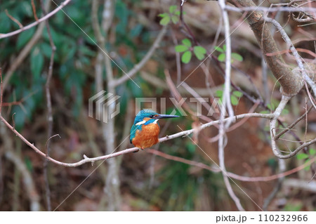 美しい翡翠色のカワセミ・枝にとまる野鳥の瞬間 美しい翡翠色のカワセミ・枝にとまる野鳥の瞬間 110232966