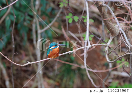 美しい翡翠色のカワセミ・枝にとまる野鳥の瞬間 美しい翡翠色のカワセミ・枝にとまる野鳥の瞬間 110232967