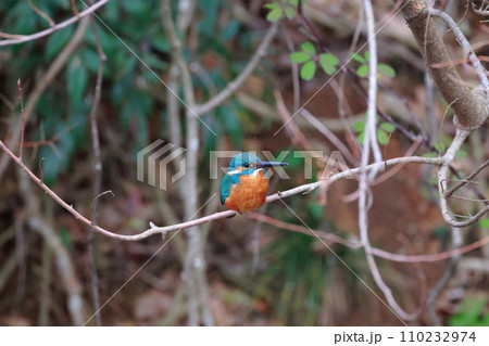 美しい翡翠色のカワセミ・枝にとまる野鳥の瞬間 110232974