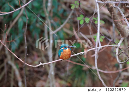 美しい翡翠色のカワセミ・枝にとまる野鳥の瞬間 110232979