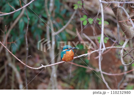美しい翡翠色のカワセミ・枝にとまる野鳥の瞬間 110232980