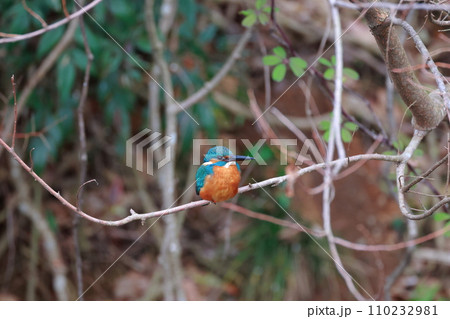 美しい翡翠色のカワセミ・枝にとまる野鳥の瞬間 110232981