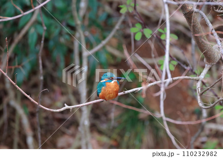 美しい翡翠色のカワセミ・枝にとまる野鳥の瞬間 美しい翡翠色のカワセミ・枝にとまる野鳥の瞬間 110232982
