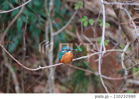 美しい翡翠色のカワセミ・枝にとまる野鳥の瞬間 110232990
