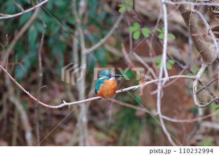 美しい翡翠色のカワセミ・枝にとまる野鳥の瞬間 110232994