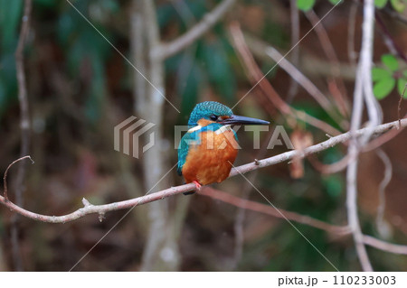 枝に止まるカワセミ 110233003