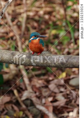 美しい翡翠色のカワセミ・枝にとまる野鳥の瞬間 美しい翡翠色のカワセミ・枝にとまる野鳥の瞬間 110233014
