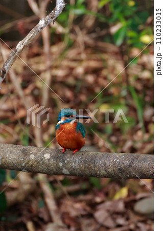 青いカワセミが自然の枝で休息・野鳥撮影 110233015