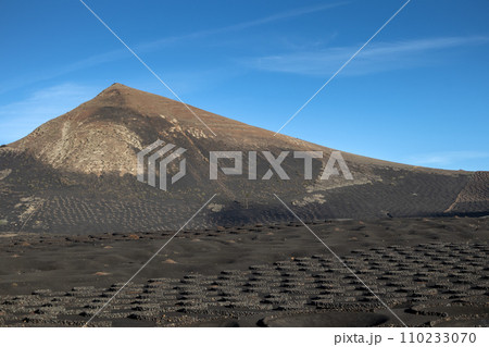 Wine growing in the black volcanic soil 110233070