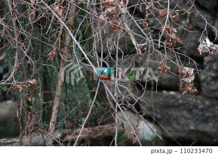 枝に止まるカワセミ 枝に止まるカワセミ 110233470