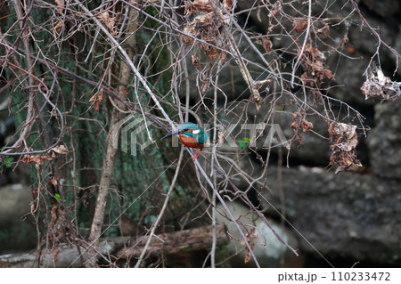 青いカワセミが自然の枝で休息・野鳥撮影 青いカワセミが自然の枝で休息・野鳥撮影 110233472