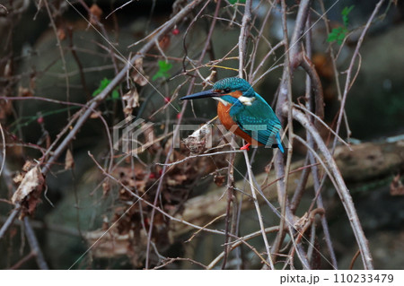 枝に止まるカワセミ 枝に止まるカワセミ 110233479