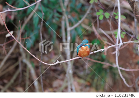 枝に止まるカワセミ 110233496