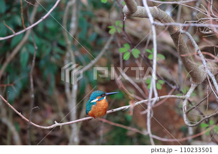 枝に止まるカワセミ 110233501