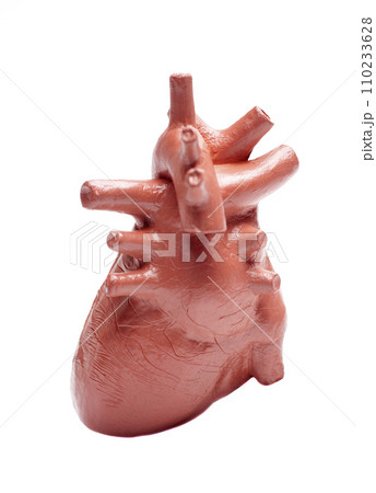 Human heart model isolated on white background ,concept of cardiology, health care, human organ transplant Human heart model isolated on white background ,concept of cardiology, health care, human organ transplant 110233628