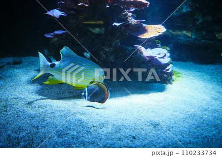 Symphorichthys spilurus in the aquarium of the Oceanographic Museum of Monaco 110233734