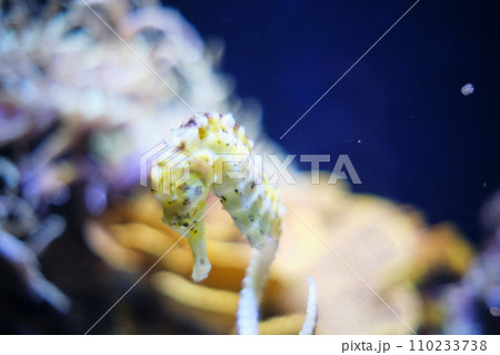 Longsnout seahorse in the aquarium of the Oceanographic Museum of Monaco 110233738