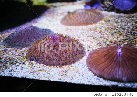 Disc anemone and mushroom coral in the aquarium of the Oceanographic Museum of Monaco 110233740