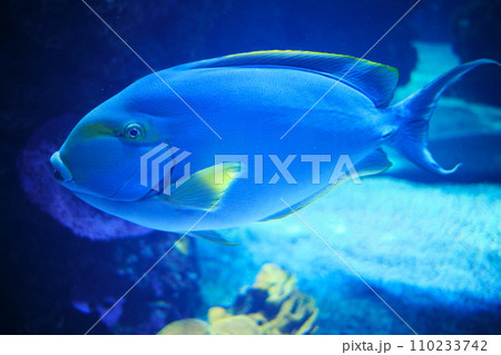Paracanthurus in the aquarium of the Oceanographic Museum of Monaco Paracanthurus in the aquarium of the Oceanographic Museum of Monaco 110233742