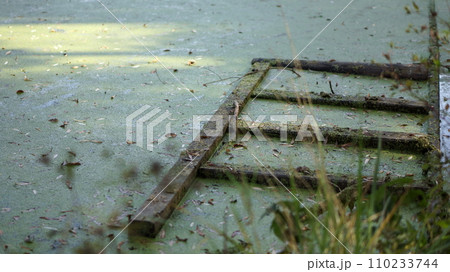 A pond, wooden frame in water, grass and foliage A pond, wooden frame in water, grass and foliage 110233744