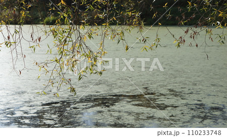 A pond in the park covered in thick layers of mud... 110233748