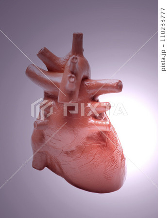Human heart model ,concept of cardiology, health care, human organ transplant 110233777