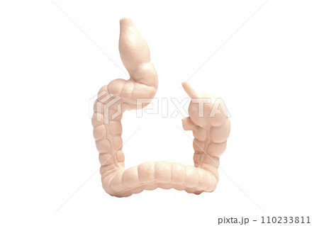 Anatomical model of the human colon. Concept of digestive tract and gastrointestinal problems 110233811