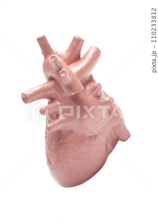 Human heart model isolated on white background ,concept of cardiology, health care, human organ transplant Human heart model isolated on white background ,concept of cardiology, health care, human organ transplant 110233812