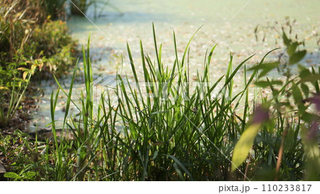 grass bush on the pond grass bush on the pond 110233817