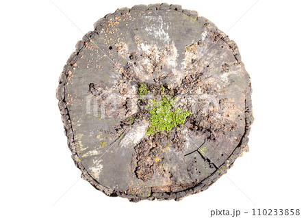 Tree stump isolated on white background 110233858