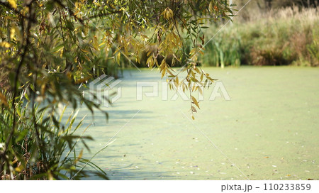 A pond in the park covered in thick layers of mud... 110233859