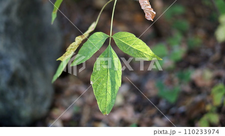 foliage green and yellow leaves soft background 110233974