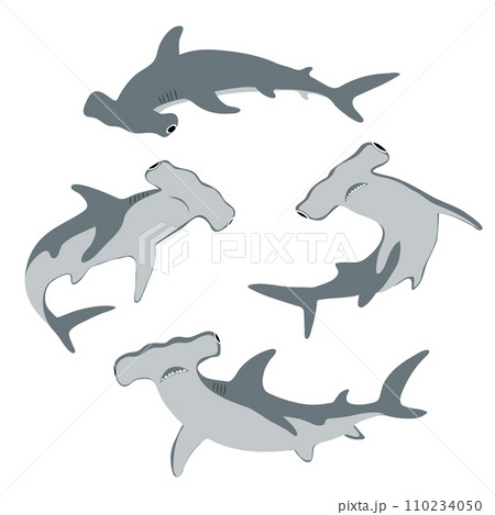 Hammerhead shark set. Vector illustration Hammerhead shark set. Vector illustration 110234050