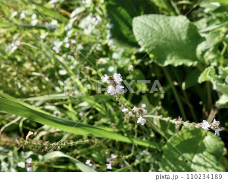 野生のバーベナ 110234189