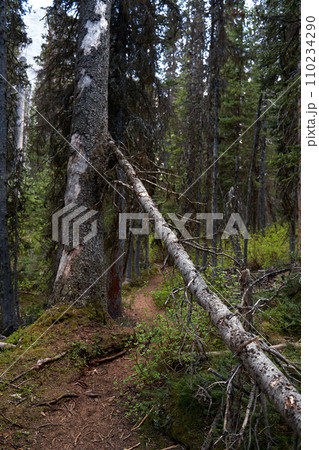 An old dry coniferous tree fell in a mountain forest on the shore of a lake 110234290