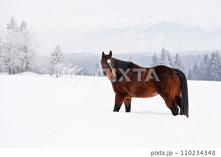 Dark brown horse walks on snow, blurred trees and mountains in background, view from side 110234348