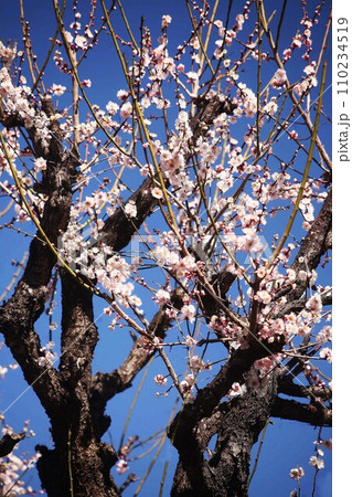 古木に咲く、白い梅の花 110234519