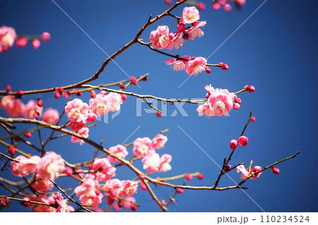 見頃を迎えた、紅梅の花 110234524